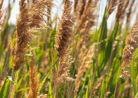 phragmite